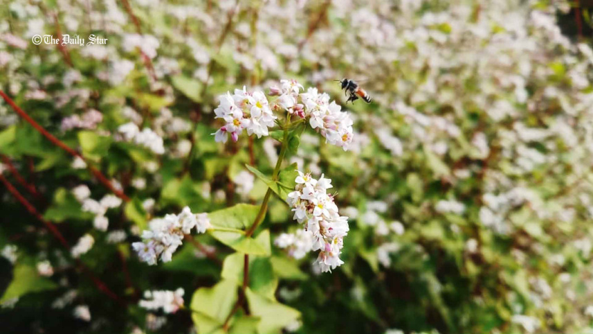 bee_30jan22.jpg