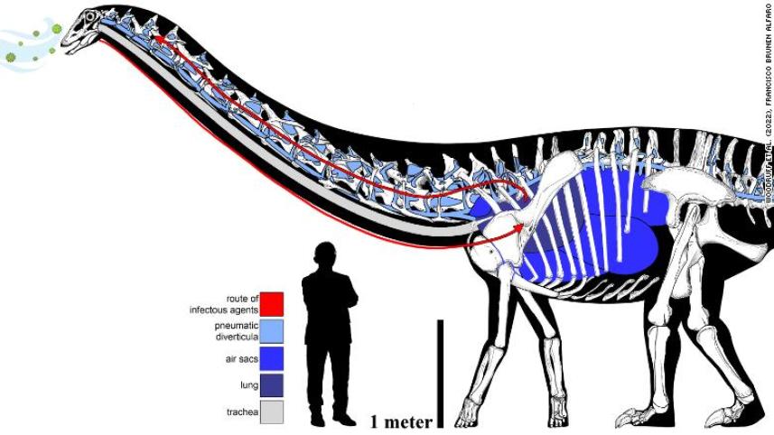 220209135327-02-dinosaur-respiratory-infection-exlarge-169.jpg