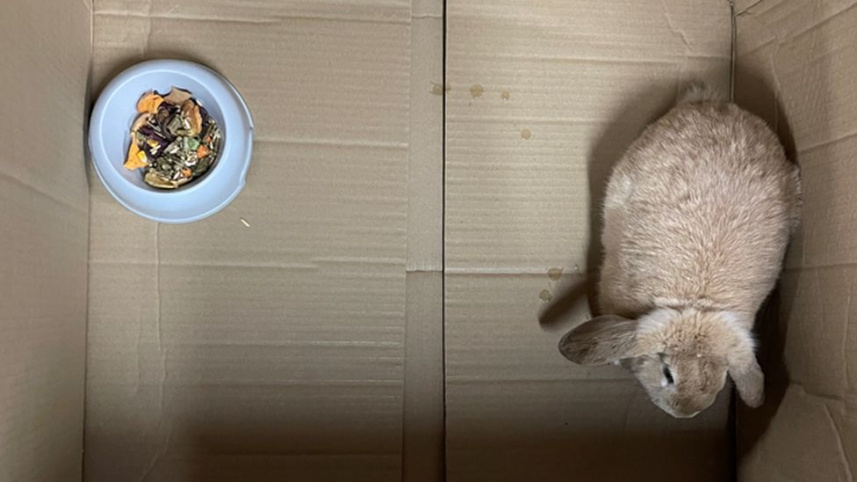 _123426323_rabbit.jpg