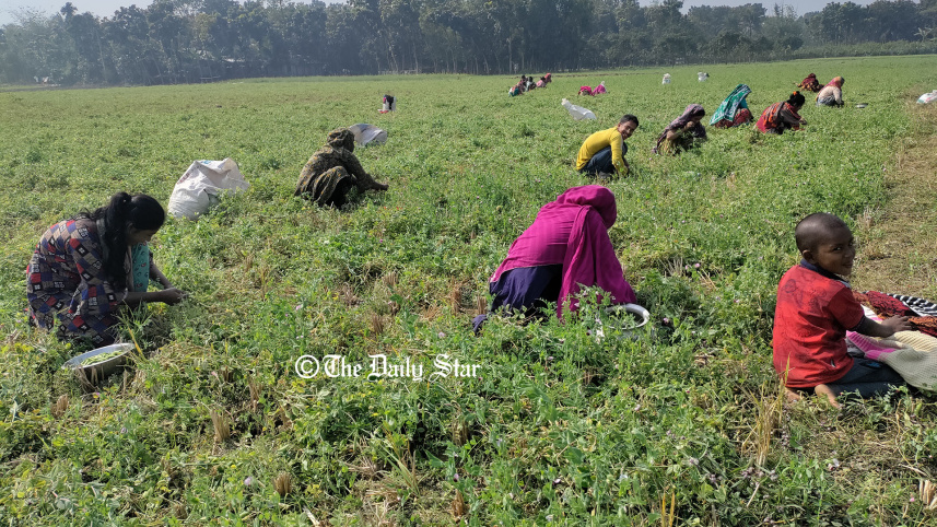 natore_green_pea_story_1.jpg