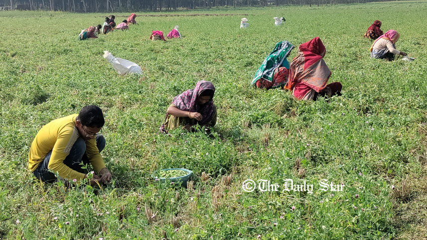 natore_green_pea_story_2.jpg