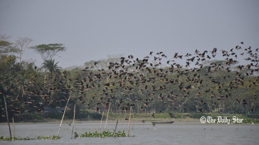 pakhi_2.jpg