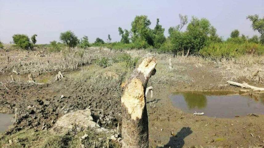 sundarban.jpg