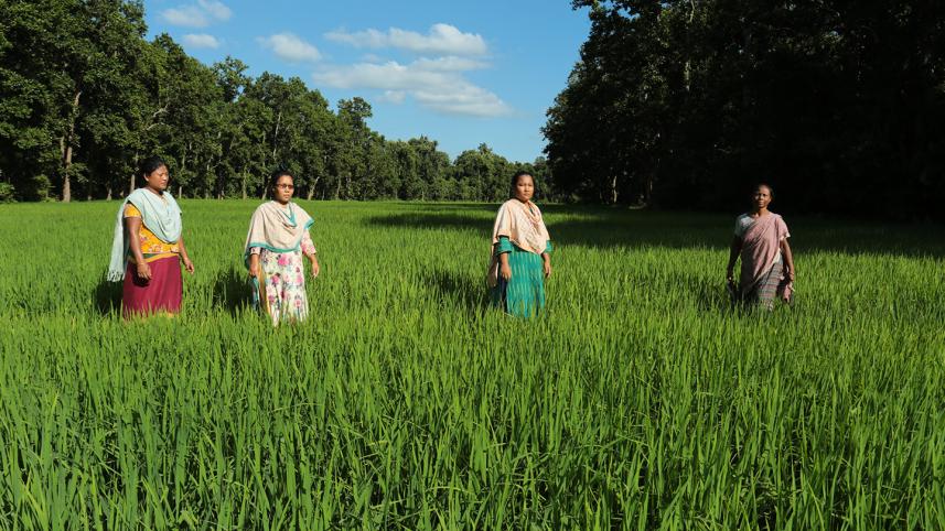 Madhupur Forest