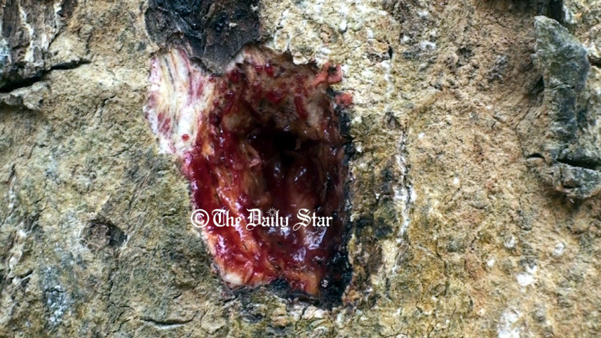 red_sandalwood_tree_4.jpg