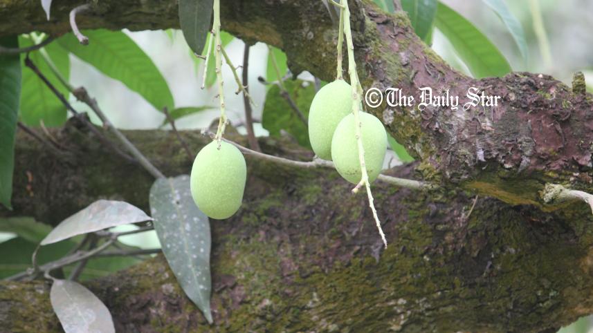 mango-2.jpg