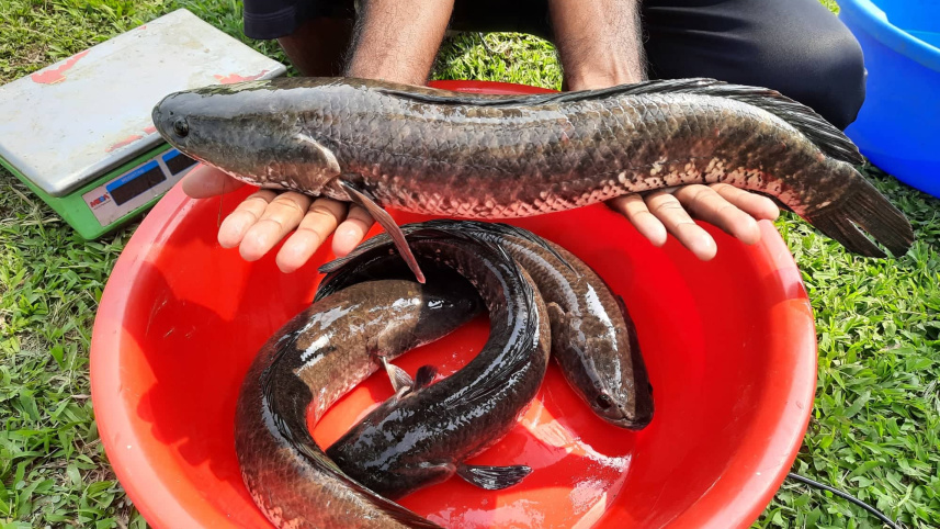 mymensingh_bfri_shol_fish-02.jpg