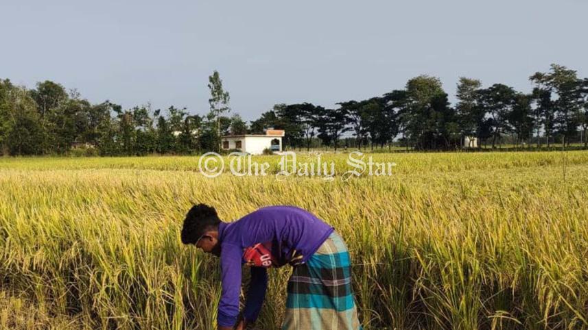 paddy_cut.jpg