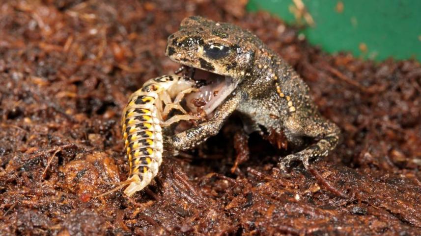 lossy-page1-2049px-epomis_larvae_preying_on_amphibian.tif_-1024x662_0.jpg