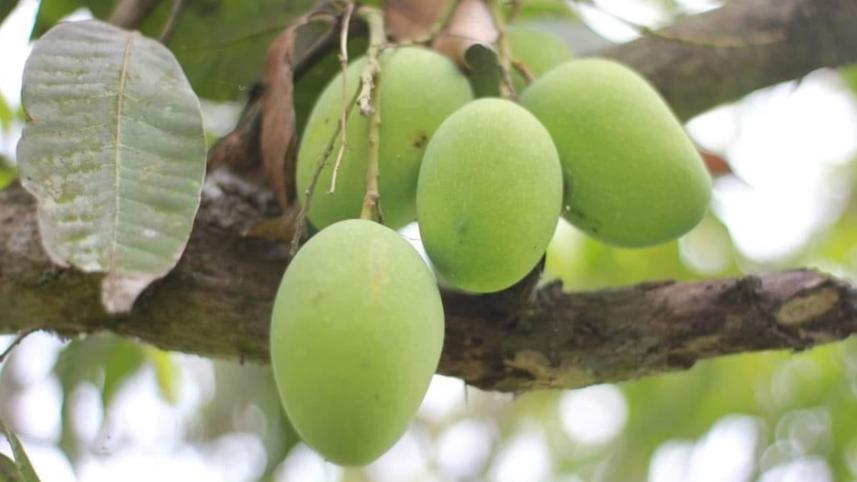 mango