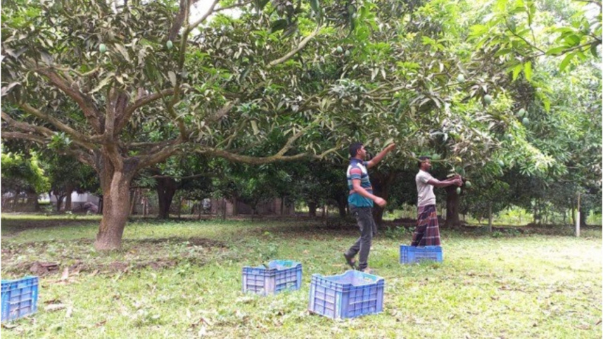 rajshahi mango