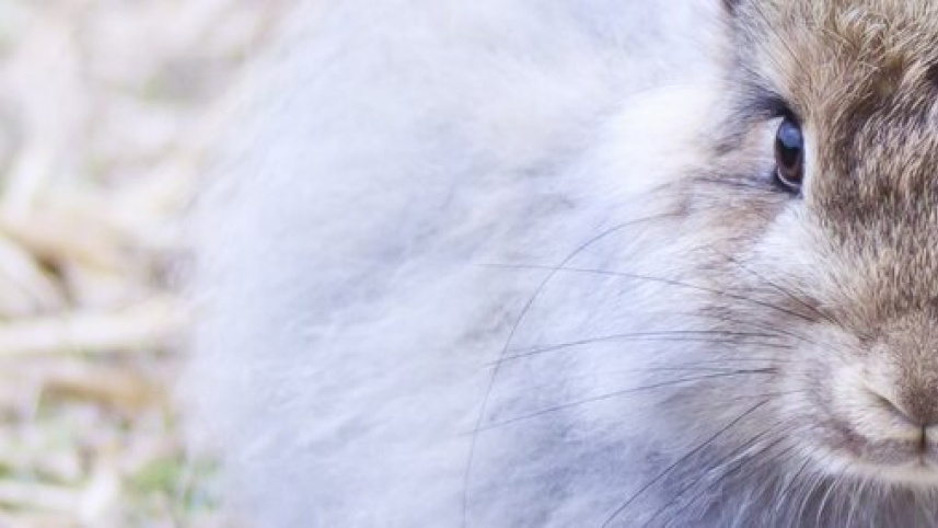 angora-alternative-poster.jpg
