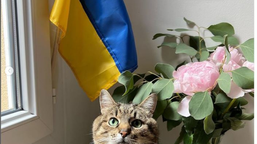 cat.jpg