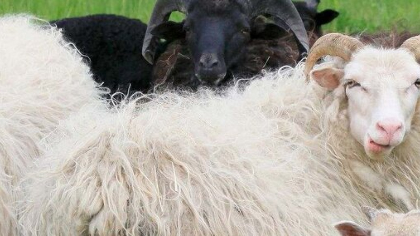 sheep-wool-poster.jpg