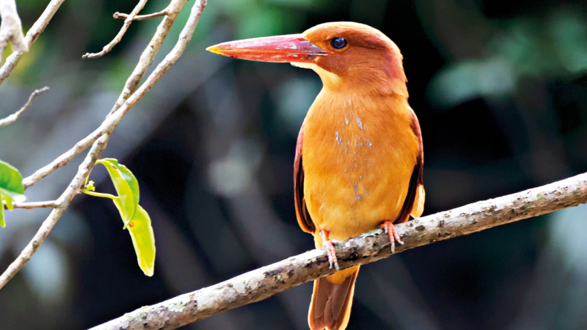 sundarbans-3.jpg