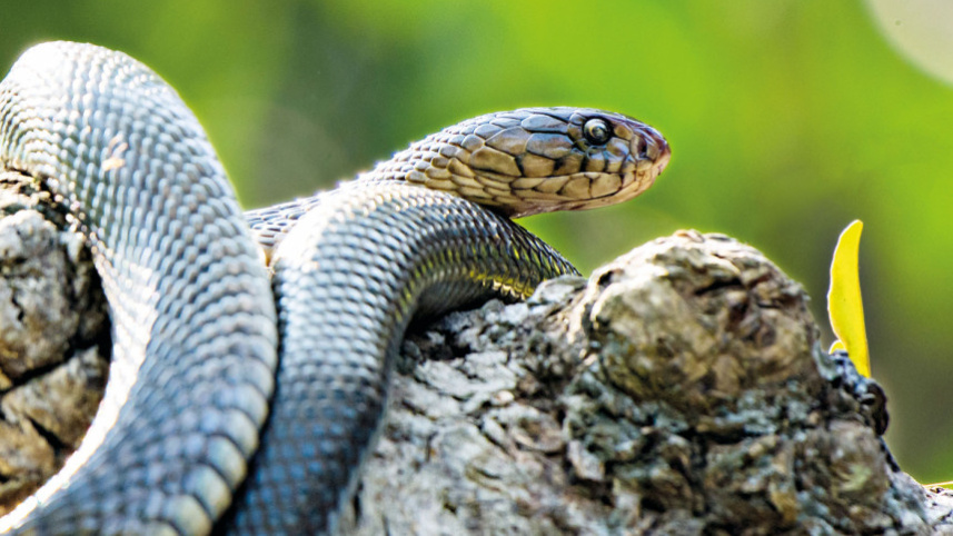sundarbans-8.jpg