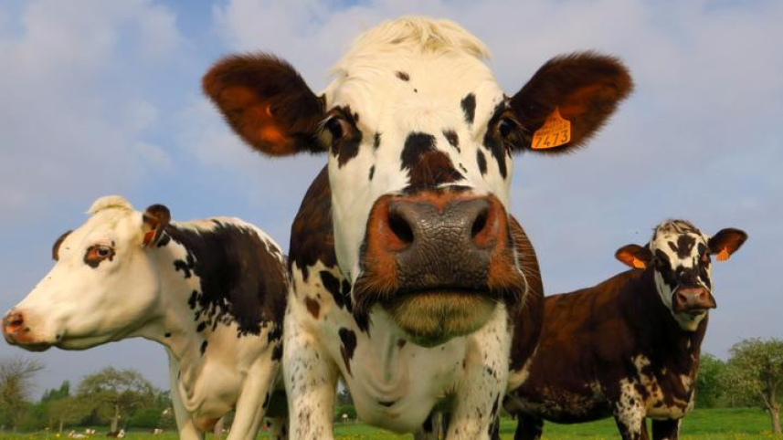 Cattle