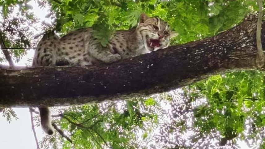 leopard.jpg