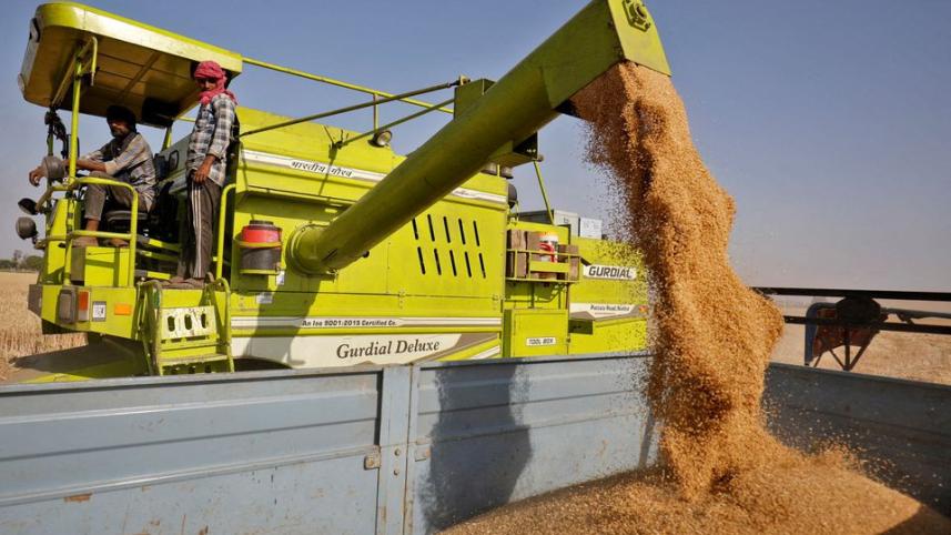 wheat.jpg