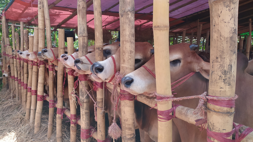 cowctg