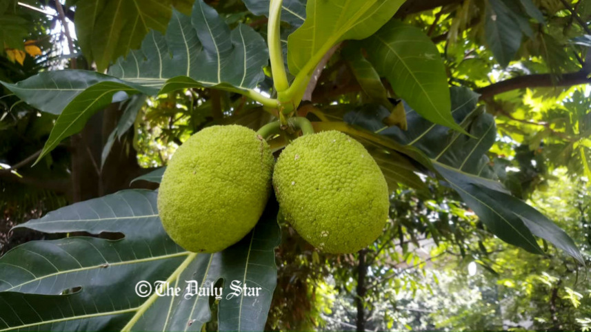 artocarpus-communis2_ds.jpg
