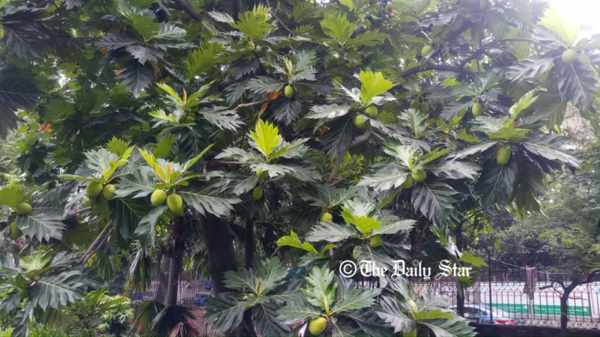 artocarpus-communis_ds_0.jpg