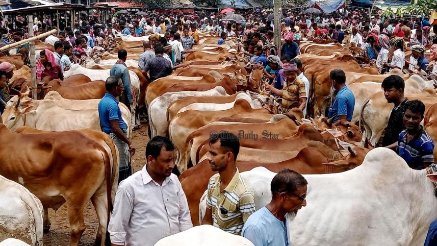 cow_birol.jpg