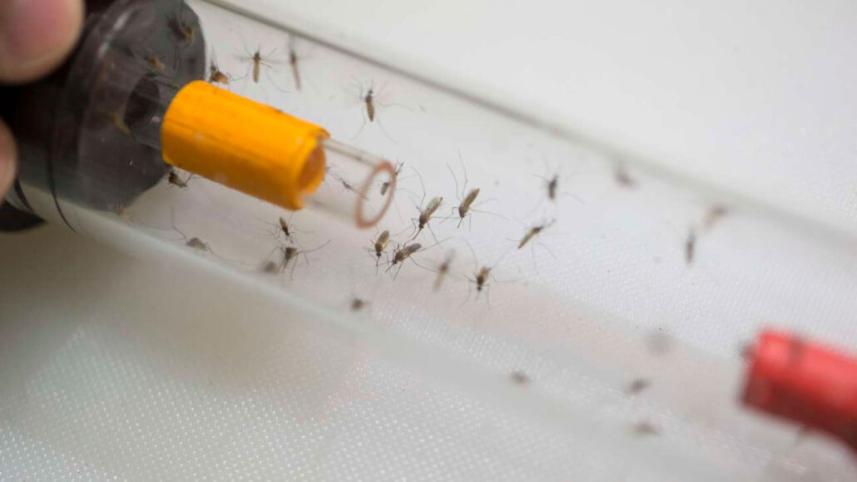 060322_ag_mosquitoes_feat-1030x580.jpg