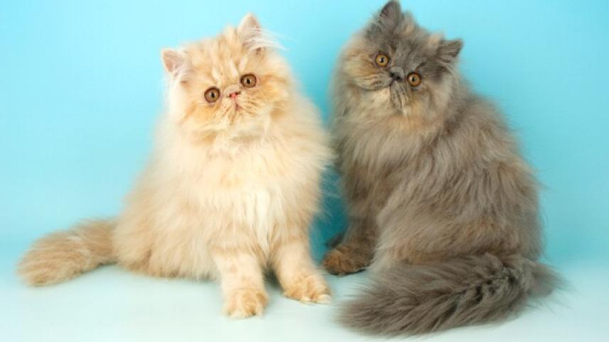 cat_1.jpg