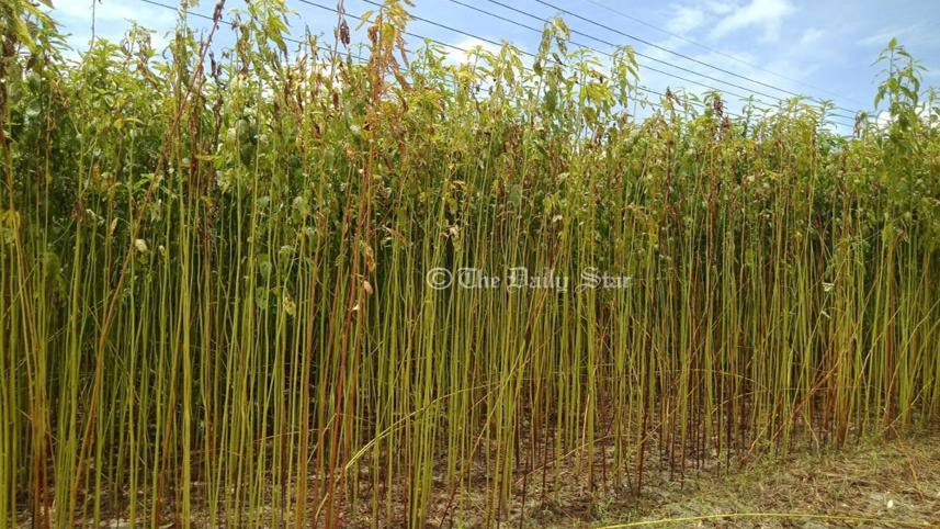 jute-1.jpg