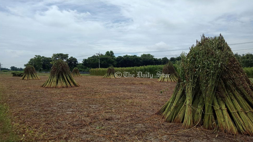 jute-2.jpg