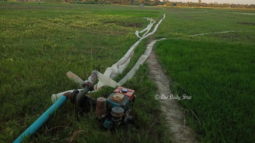pabna-amon.jpg