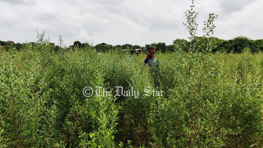 মেহেদি গ্রাম