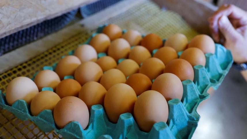eggg.jpg