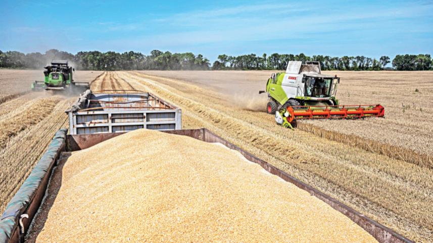 wheat.jpg