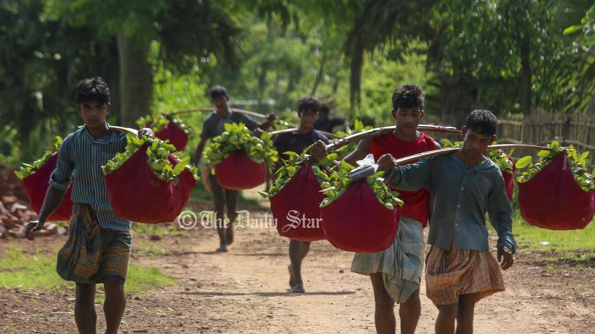 পেয়ারা