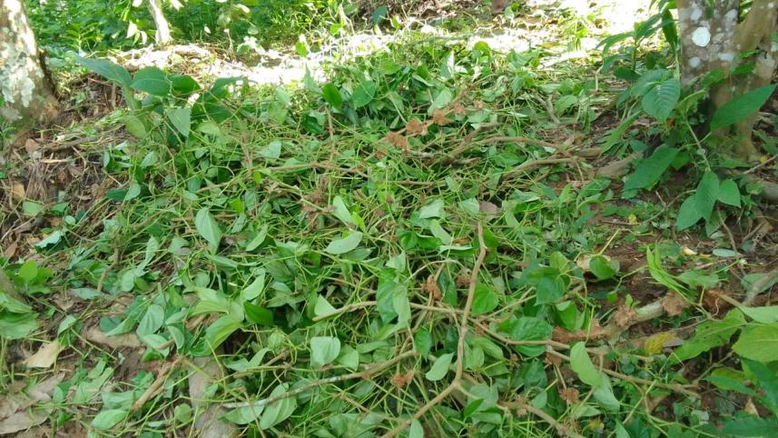 khasi_betel_leaf_pic_4.jpeg