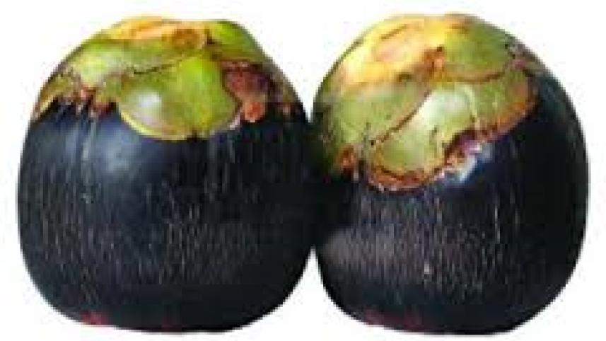 palm.jpg