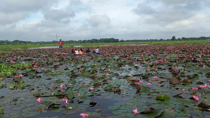 water-lily-2.jpg