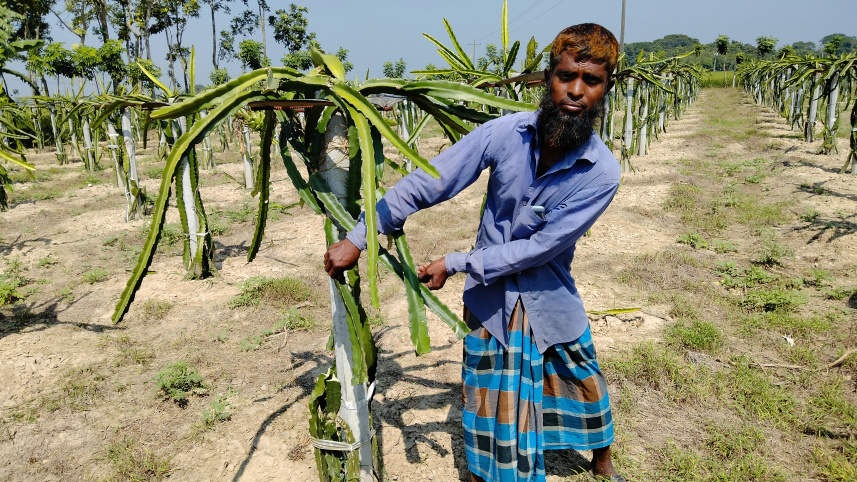 jhenaidah_kaligonj_dragon_photo_01.jpg