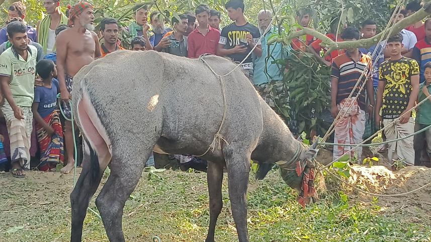 nilgai-chapainawabganj.26.10.2022.jpg
