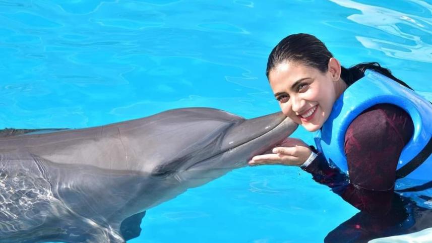 dolphin.jpg