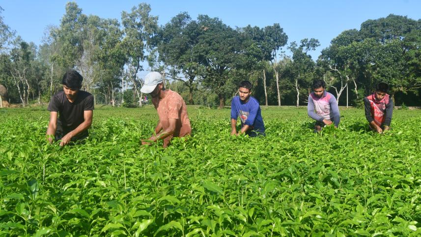tetulia-panchagarh.jpg