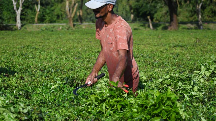 tetulia-panchagarh.jpg