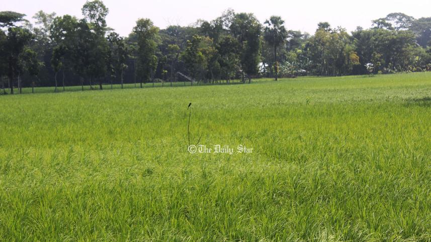 পটুয়াখালী পার্চিং পদ্ধতি