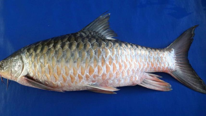 mymensingh_new_mohashol_variety.jpg