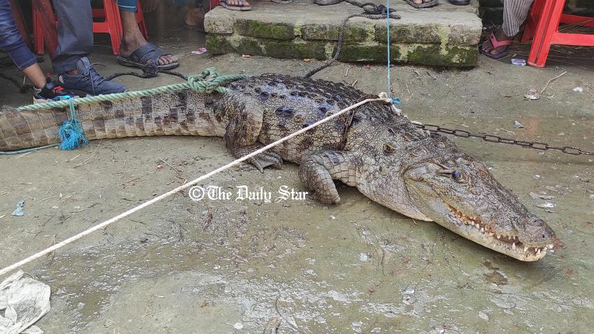 crocodile.jpg