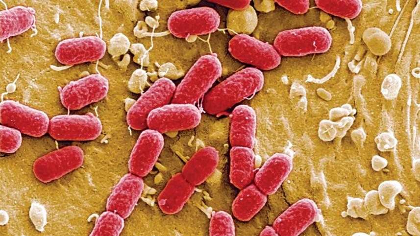 superbugs.jpg