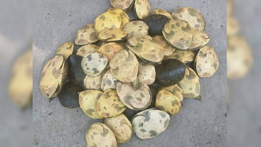 কচ্ছপ