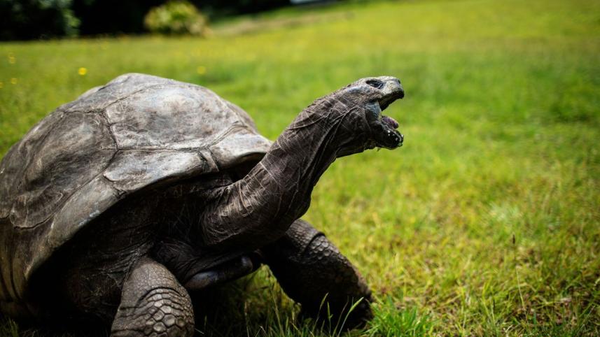 tortoise
